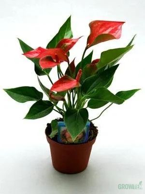 Фото Горшок 1л круглый 14x10, горшок или ёмкость для растений